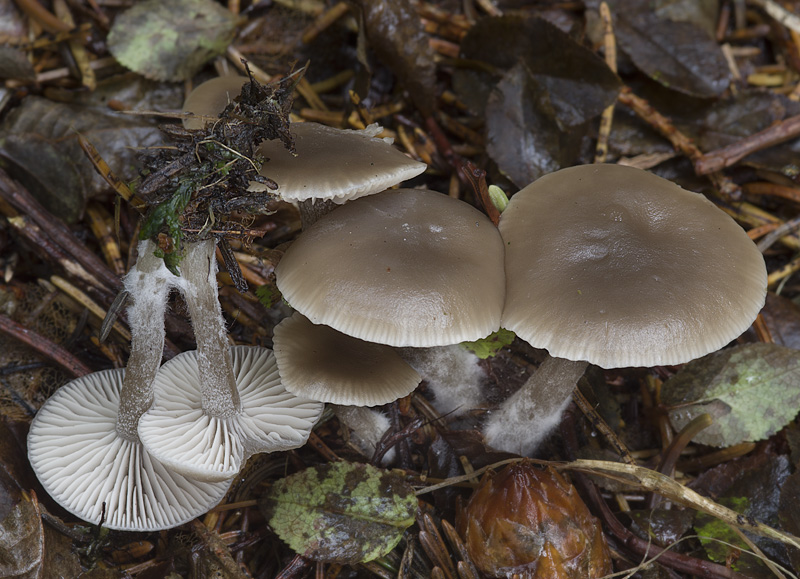 Clitocybe vibecina